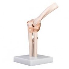 Elbow Joint